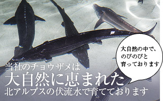 当社のチョウザメは大自然に恵まれた北アルプスの伏流水で育てております。